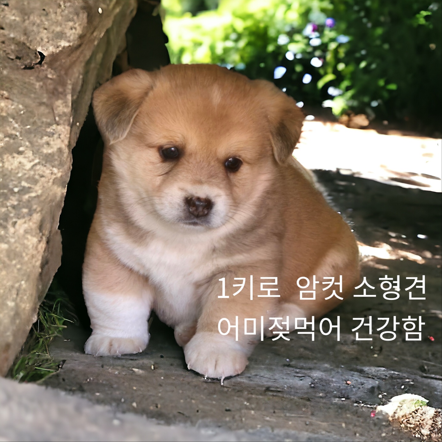 믹스견 이미지 파일 입니다.